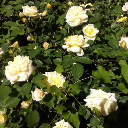 Wilmarie 公寓